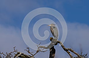 A great blue heron \