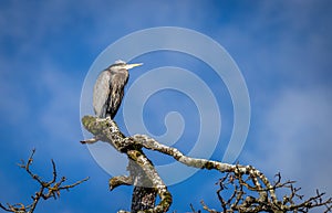 A great blue heron \