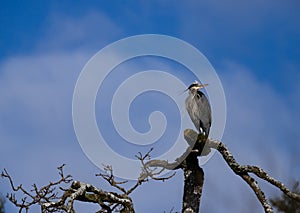 A great blue heron \