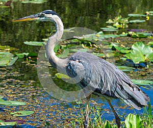 Great Blue Heron