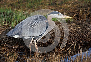 Great Blue Heron (Ardea herodias) watchful