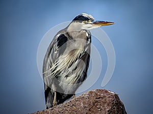 Great Blue Heron Ardea herodias with Winded Feathers over a Bl