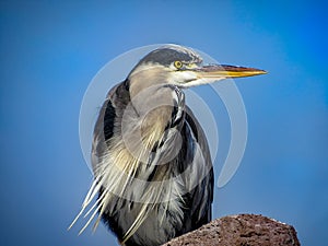 Great Blue Heron Ardea herodias with Winded Feathers over a Bl