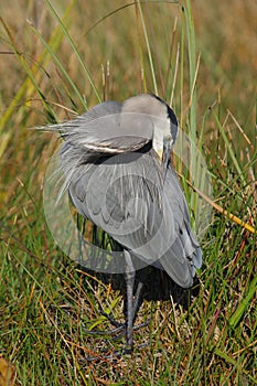 Great Blue Heron - Ardea herodius