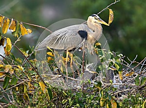 Great Blue Heron Ardea herodius, on nest with two newly hatched chicks