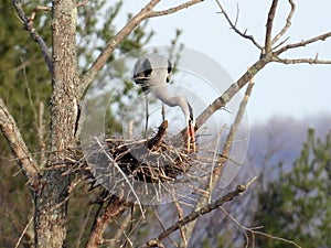 Great Blue Heron arranging nest twigs photo