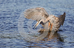 Great Blue Heron attacking a fish