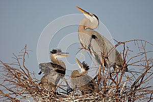 Great Blue Heron With Babies