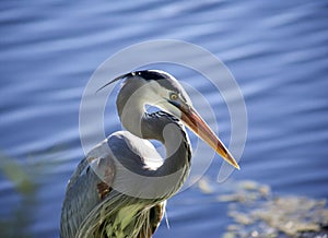 Great blue heron on a background of nature.Blue water background