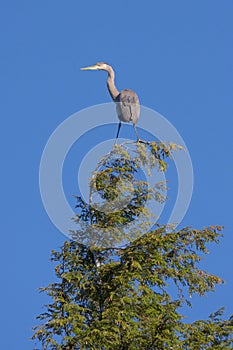 Great Blue Heron Balanced in the Sky