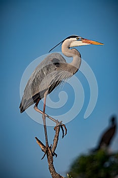 Great blue heron balances on top of tree branch at Venice Rookery.CR2