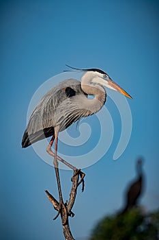 Great blue heron balances on top of tree in the Venice Rookery