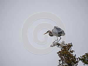 Great Blue Heron Balancing on Tree