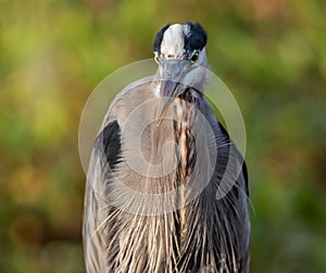 Great Blue Heron on the Beach