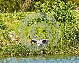 Great Blue Heron beginning to lift off