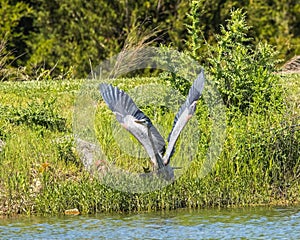 Great Blue Heron beginning to lift off