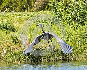 Great Blue Heron beginning to lift off