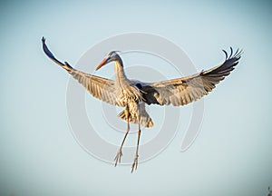 Great Blue heron begins a landing with wings wide