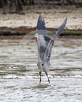 Great blue heron, binomial name Ardea herodia, taking off from shallow water in Chokoloskee Bay in Florida.