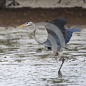 Great blue heron, binomial name Ardea herodia, taking off from shallow water in Chokoloskee Bay in Florida.