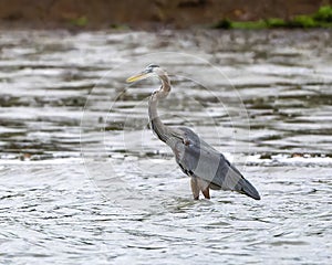 Great blue heron, binomial name Ardea herodia, walking in shallow water in Chokoloskee Bay in Florida.