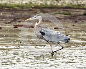 Great blue heron, binomial name Ardea herodia, walking in shallow water in Chokoloskee Bay in Florida.