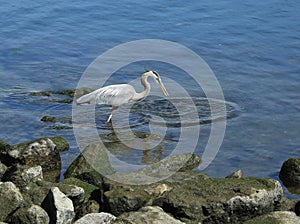 Great Blue Heron Bird