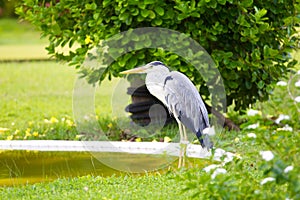 Great Blue heron bird