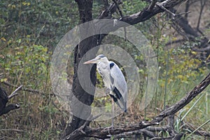Great blue heron bird