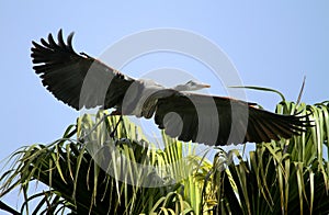 Great blue heron bird