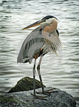 Great Blue Heron bird