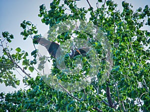 Great Blue Heron bird arrives at their nest with a stick to add to the nest