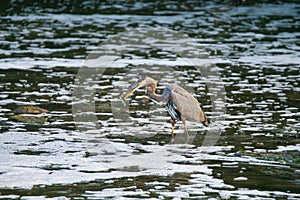 Great Blue Heron Bird catches a fish in the creek by a waterfall