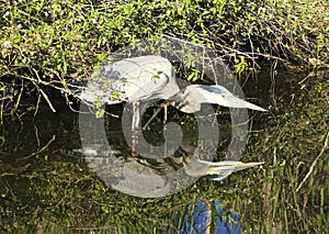 Great blue heron bird Everglades Florida