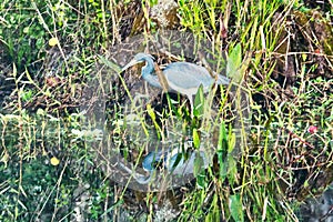 Great blue heron bird Everglades, Florida