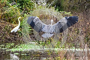 Great Blue Heron bird flies in Carolina swamp