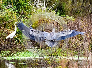 Great Blue Heron bird flies in Carolina swamp
