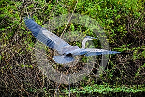 Great Blue Heron bird flies in Carolina swamp
