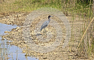 Great Blue Heron Bird Florida photo