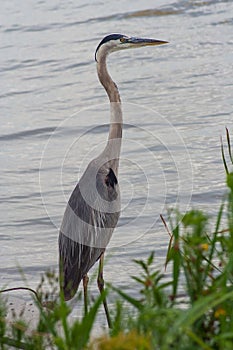 Great blue heron bird in front of Apopka Lake, Florida