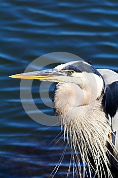 Great Blue Heron at the bird habitat during breading season