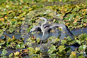 Great Blue Heron bird landing in a pond of lily pads