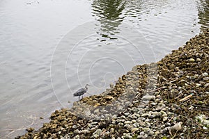 Great Blue Heron. a bird is looking for fish in the bay. Wildlife in the city