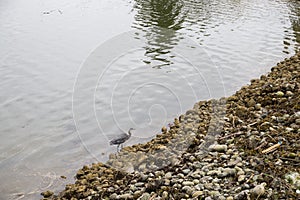 Great Blue Heron. a bird is looking for fish in the bay. Wildlife in the city