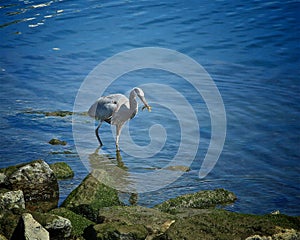 Great Blue Heron bird