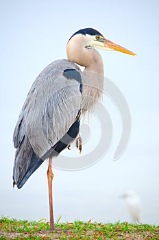 Great blue heron bird resting on one leg