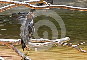 Great Blue Heron Bird on River