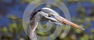 Great blue heron bird