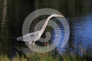 Great Blue Heron bird