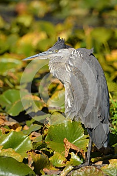 Great Blue Heron bird standing in a marsh of lily pads